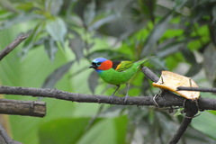 Tangara cyanocephala