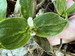 Richardia brasiliensis