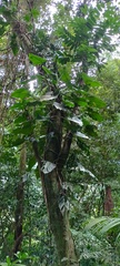 Monstera acuminata