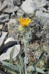 Pentanema montanum