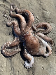 Octopus americanus