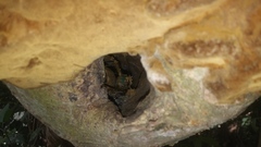 Ancistrocercus circumdatus