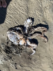 Octopus americanus