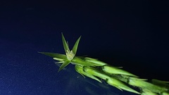 Achyranthes bidentata