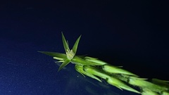 Achyranthes bidentata