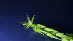 Achyranthes bidentata