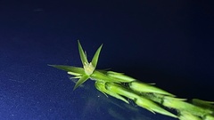 Achyranthes bidentata