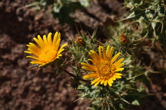 Berkheya spinosissima