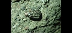 Melipotis famelica