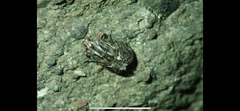 Melipotis famelica