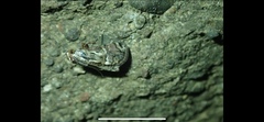 Melipotis famelica