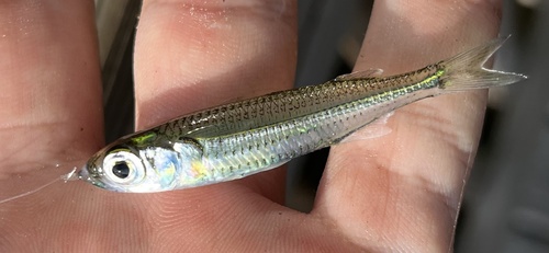 Hardhead silverside (Atherinomorus stipes) — Atherinidae — 2