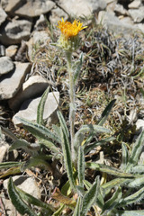 Pentanema montanum