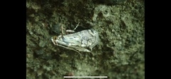 Melipotis famelica