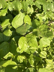 Bahieae