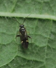 Ausejanus albisignatus