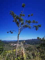 Geissois pruinosa