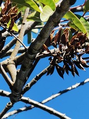 Geissois pruinosa