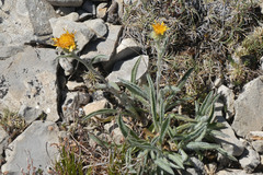 Pentanema montanum