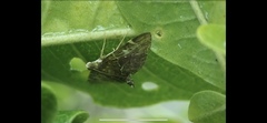 Pilocrocis ramentalis