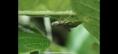 Pilocrocis ramentalis
