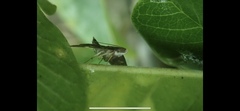 Pilocrocis ramentalis