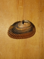 Noetia