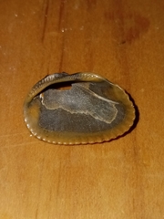 Noetia