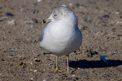 Larus delawarensis