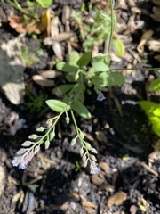 Myosotis arvensis