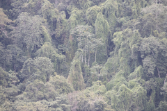 Schizolobium parahyba