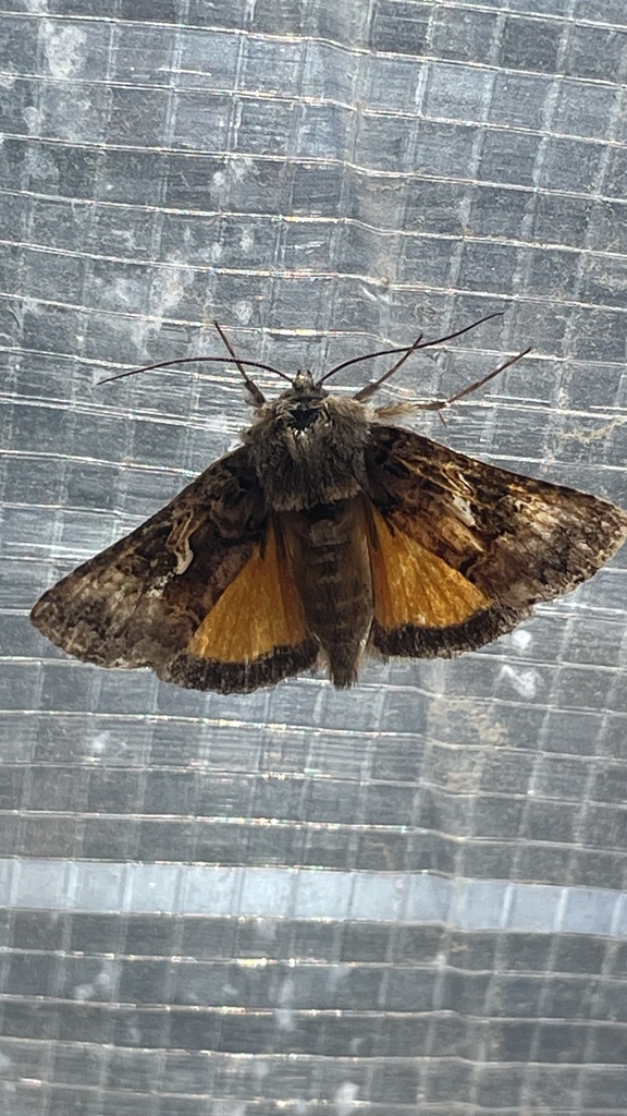 Rachiplusia virgula