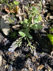 Myosotis arvensis