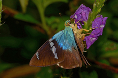 Astraptes fulgerator