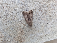 Melipotis jucunda