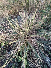 Tripsacum dactyloides