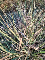 Tripsacum dactyloides