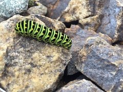 Papilio machaon aliaska