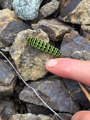 Papilio machaon aliaska