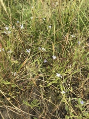 Isotoma