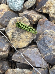 Papilio machaon aliaska