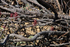 Dyerophytum africanum