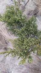 Juniperus