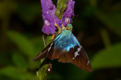 Astraptes fulgerator