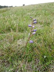 Thelymitra ixioides