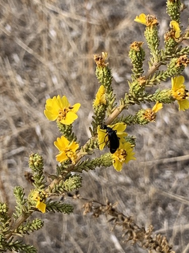 iNaturalist observation photo of Burning Blister Beetles