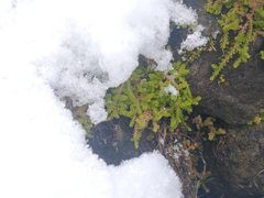 Selaginella douglasii
