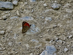 Diaethria clymena