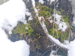 Selaginella douglasii