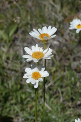 Leucanthemum pallens